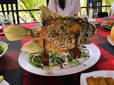 象耳魚 象耳魚の写真