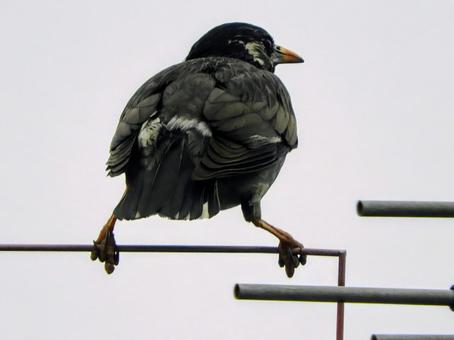 Starling, JPG Starling, JPG