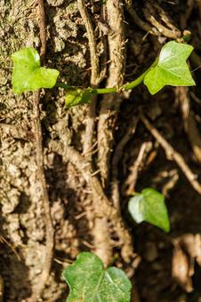 樹木に巻き付くツルの若葉 自然,植物,木の写真素材