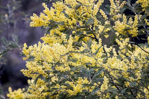 満開になったミモザの花 ミモザ,花,春の写真素材
