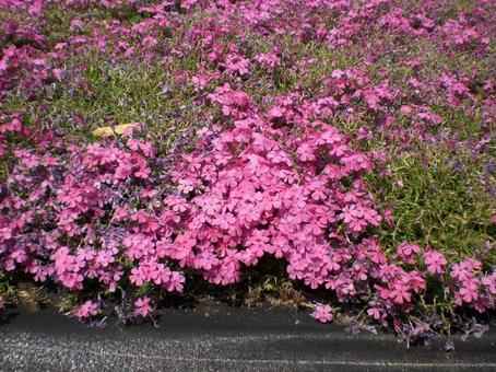 Moss Phlox, JPG