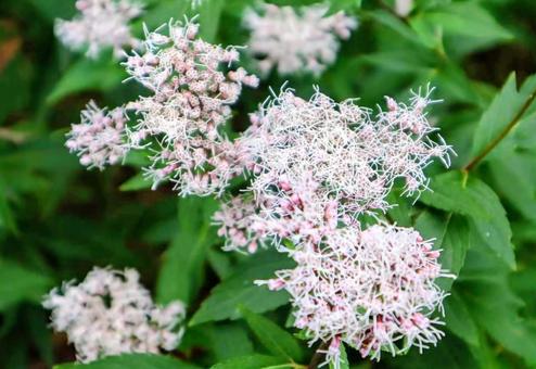 迷い 藤袴,花,flowerの写真素材