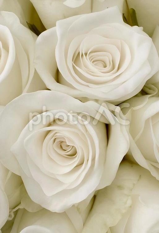 純白のバラの花束 白バラ,バラ,花束の写真素材