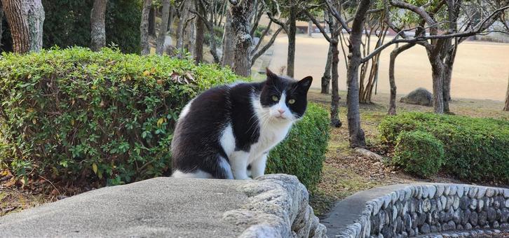 お猫様 お猫様 猫,ねこ,キャットの写真素材