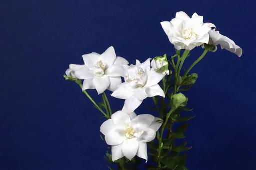 白いキキョウの花 植物,花,桔梗の写真素材