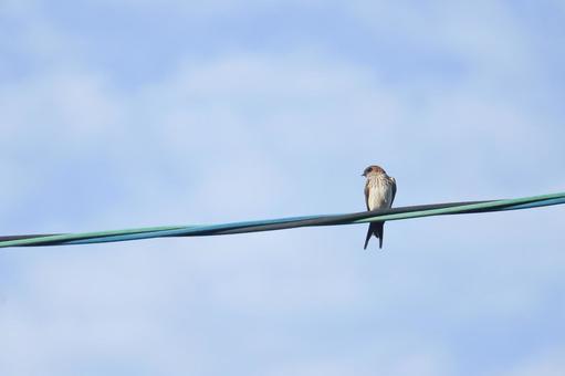 電線にとまってふりかえるツバメ 電線にとまってふりかえるツバメ ツバメ,鳥,青空の写真素材