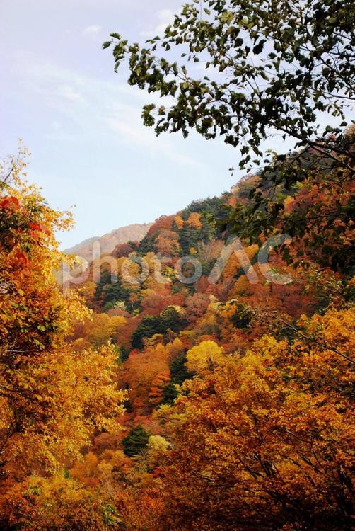 高山村松川渓谷の紅葉 信州,高山村,紅葉の写真素材