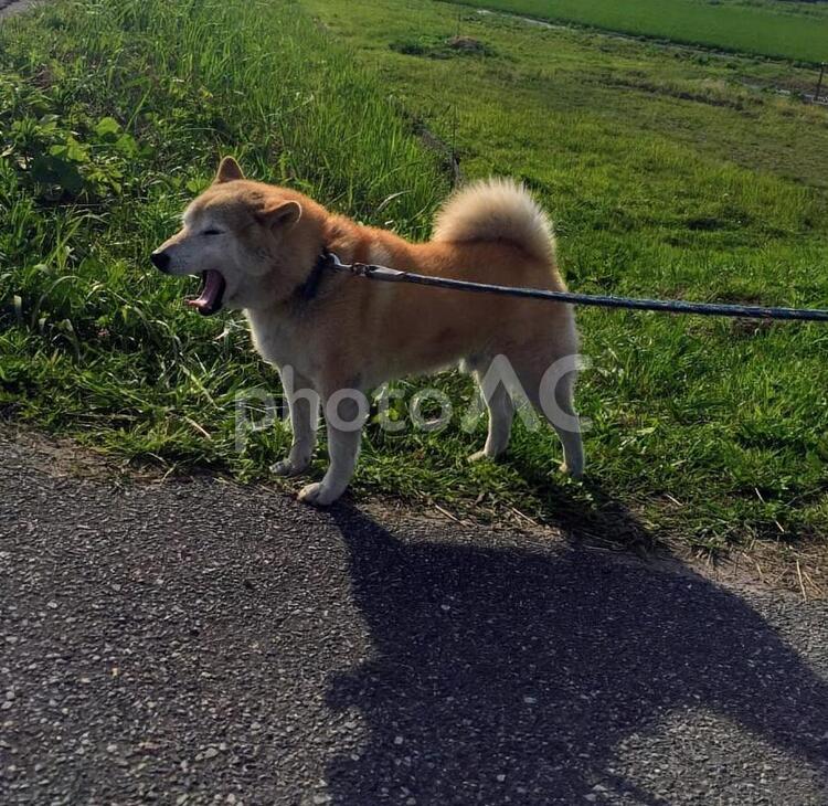 散歩中に大きなあくびをする茶色の柴犬 あくび,大あくび,犬の写真素材