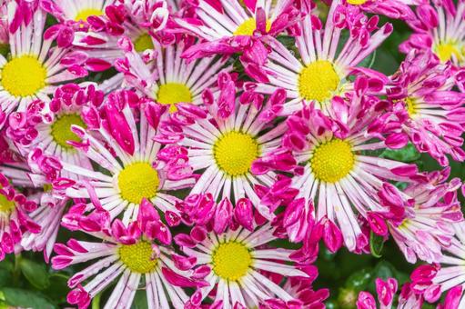 水滴のついたピンクと白の菊 菊,スプレー菊,花の写真素材