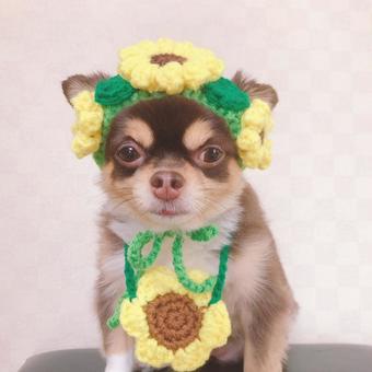 Sunflowers, JPG Sunflowers, JPG