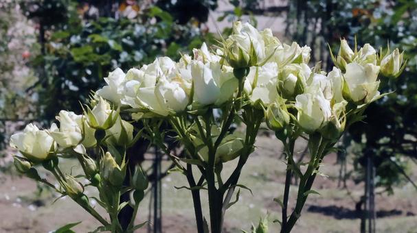ばらの花 ばらの花の写真