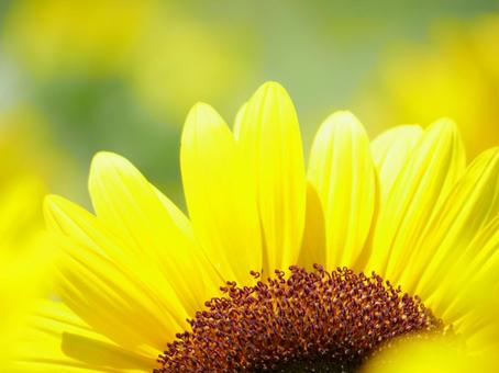 Photo, sunflower, yellow, yellow flowers, 