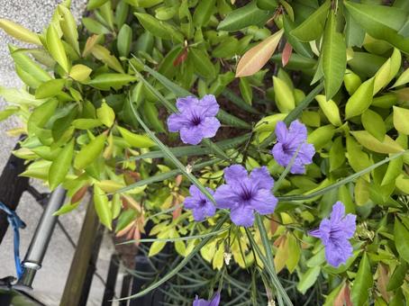 Photo, flower, purple, plant, 