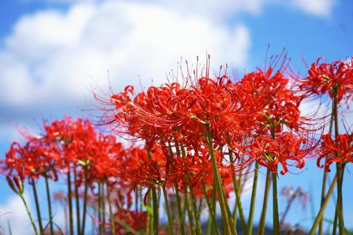 ヒガンバナ(彼岸花)と青空 ヒガンバナ(彼岸花)と青空 ヒガンバナ,秋,9月の写真素材