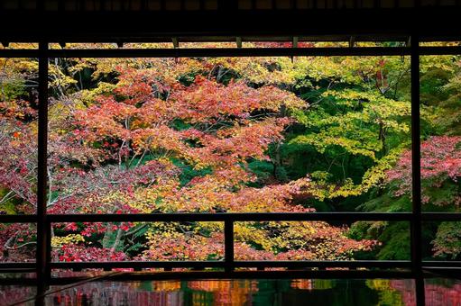 和室の窓から眺める紅葉 紅葉,京都,秋の写真素材