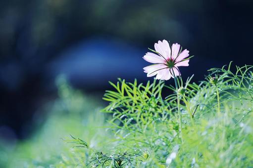 美しい緑の中のコスモス 美しい緑の中のコスモス コスモス,秋,花の写真素材