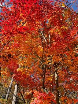 紅葉 紅葉の写真
