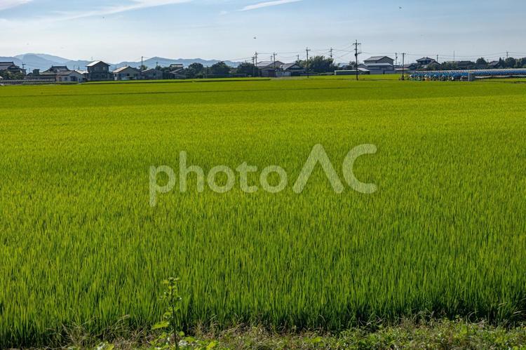 田んぼ　稲穂５ 稲穂,稲刈り前,米の写真素材
