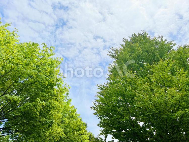 夏の青空と緑の風景 新緑,夏,夏空の写真素材