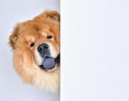 壁からひょっこり顔をだすワンちゃん7 壁からひょっこり顔をだすワンちゃん7の写真
