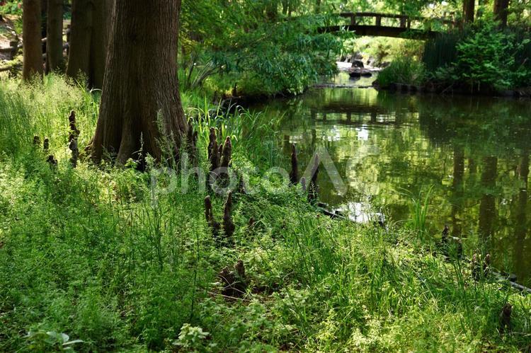 ラクウショウ（気根）_6 スギ科,ヌマスギ,ラクウショウの写真素材