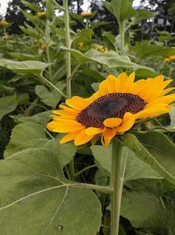 ひまわりの写真