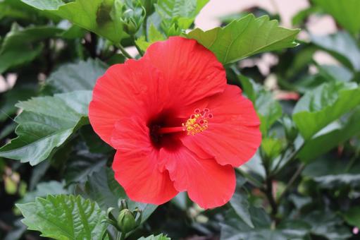 赤い花びらのハイビスカスの花のアップ 赤い,花びら,ハイビスカスの写真素材