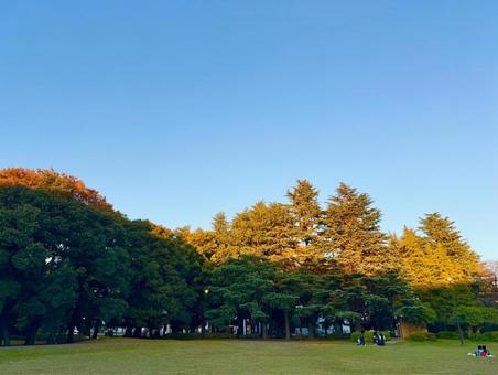 夕焼けに染まる木々とブルースカイ 青空,空,ブルースカイの写真素材
