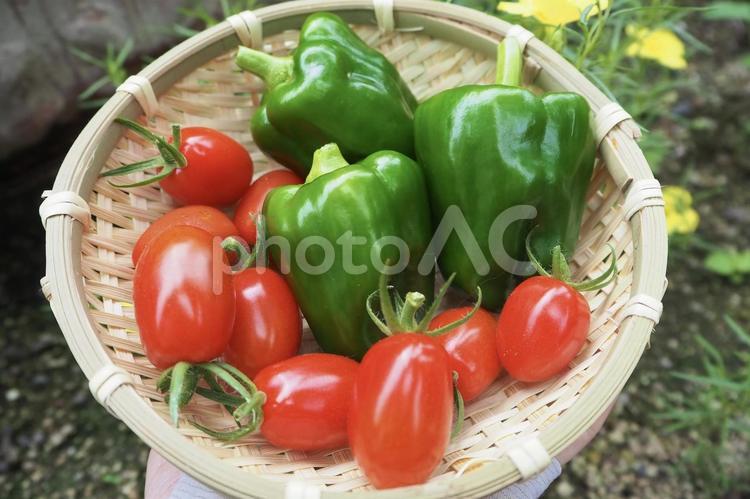 ミニトマトとピーマン ミニトマト,ピーマン,夏野菜の写真素材