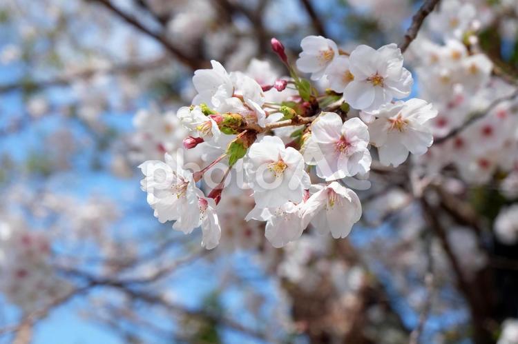 季節の花／桜_12 桜,春,開花の写真素材