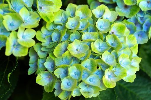 鮮やかなグラデーションの紫陽花 あじさい,紫陽花,花の写真素材