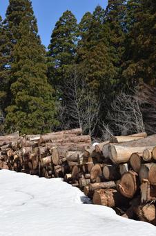 切り出された杉の丸太 降雪風景 杉の丸太,丸太,杉の木の写真素材