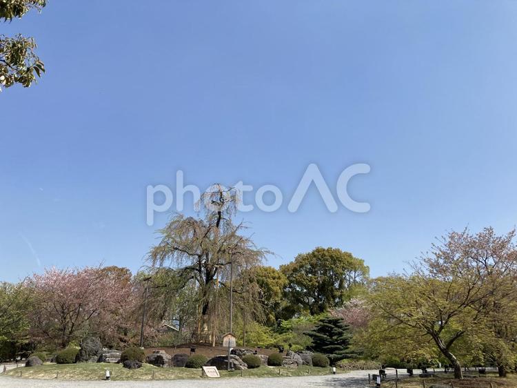 2022年4月東寺（京都）の風景 京都,東寺,桜の写真素材