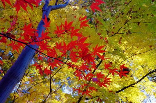 Photo, autumn leaves, autumn, maple, JPG