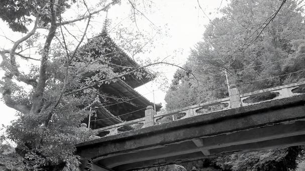 初秋の長等山園城寺(三井寺)三重塔横橋 初秋の長等山園城寺(三井寺)三重塔横橋 三井寺,三重塔,横橋の写真素材