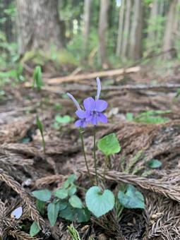 花 花の写真