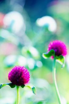 センニチコウ センニチコウ 花,センニチコウ,夏の花の写真素材
