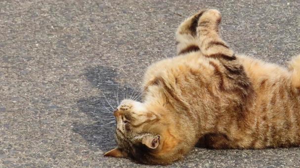 ゴロニャンアピールがあざといもふもふな猫 猫,キジトラ,ゴロニャンの写真素材