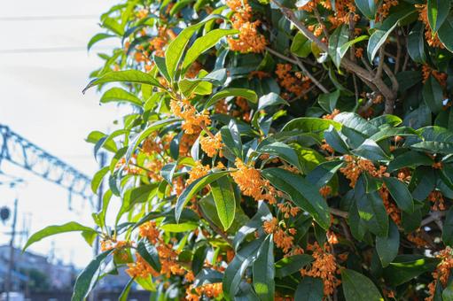秋に咲く金木犀の花 金木犀,キンモクセイ,橙色の花の写真素材