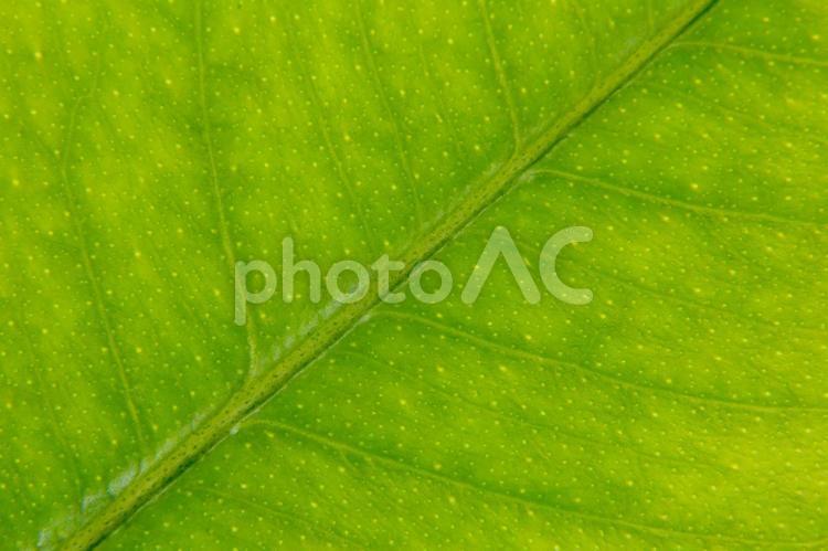 レモンの葉っぱの模様 模様,テクスチャ,葉っぱの写真素材