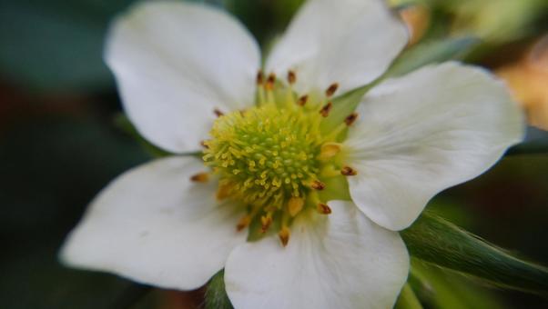 イチゴの花_寄り イチゴの花_寄りの写真