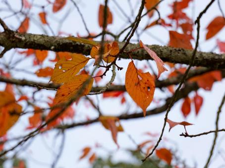 秋 秋,紅葉,落ち葉の写真素材