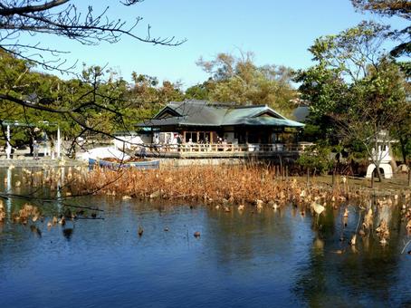 ハスの刈り取り作業中の源氏池を望む ハスの刈り取り作業中の源氏池を望む 源氏池,源平池,鶴岡八幡宮の写真素材