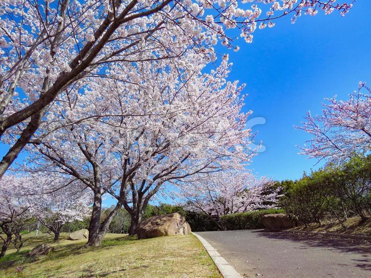 春イメージ〜青空と桜並木 春イメージ,桜並木,桜の写真素材