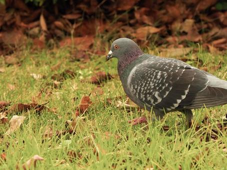 芝生を歩くハト 芝生を歩くハト ハト,鳥,動物の写真素材