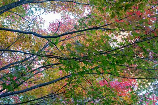 鮮やかに色づいたモミジ 秋,もみじ,風景の写真素材