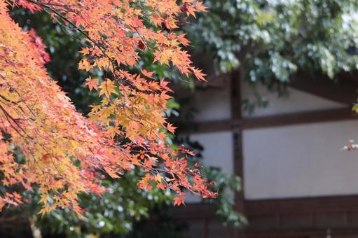 秋の訪れ 秋の訪れの写真