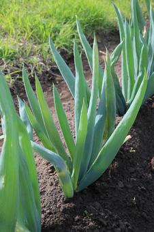 畑の長ネギの写真