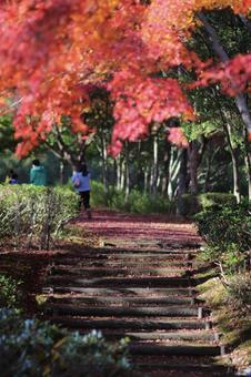 紅葉⑧ 紅葉⑧ 秋,紅葉,モミジの写真素材