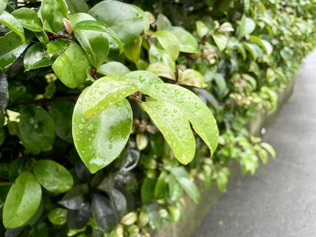 雨の日の葉っぱ 雨の日の葉っぱ 雨,雨天,水の写真素材